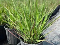 種植火焰柳枝稷需注意什么？